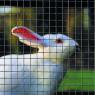 Електрозаварена мрежа HOBBY FENCE PVC